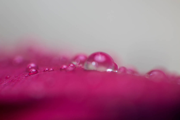 symbool van liefde en romantische gevoelens rode rozenblaadjes macro-opname met water druppels - Foto, afbeelding