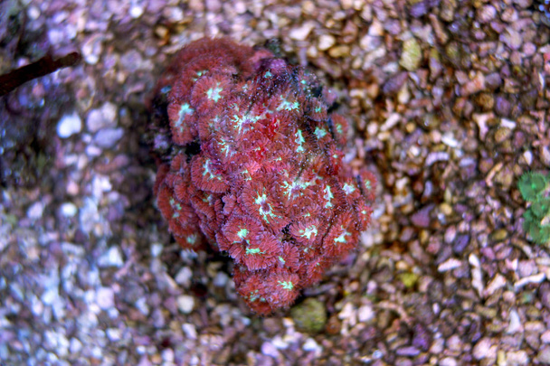Blastomussa Pink Coral (Blastomussa merletti) - Zdjęcie, obraz