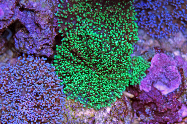 Μικτά χρώματα τριχωτό μανιτάρι κοράλλια - Φωτογραφία, εικόνα