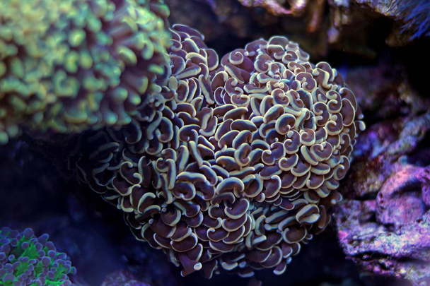 White tip brown Hammer LPS Coral - Photo, Image
