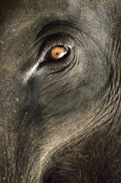 Elefantti lähikuva kaunis oranssi silmä
 - Valokuva, kuva