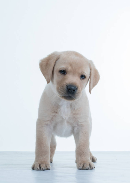 Young Toller pup - Фото, зображення