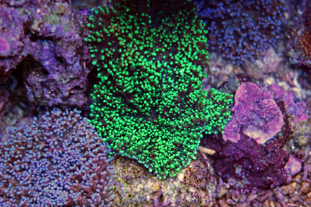 Colori misti di coralli di funghi pelosi
 - Foto, immagini