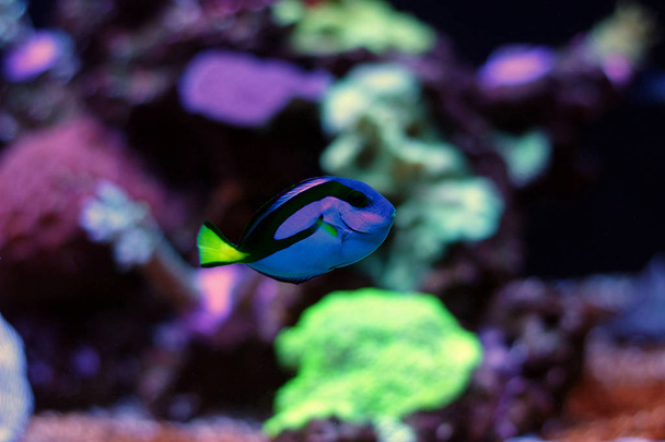 Todellinen Dory meren akvaario säiliö (Blue Tang
) - Valokuva, kuva