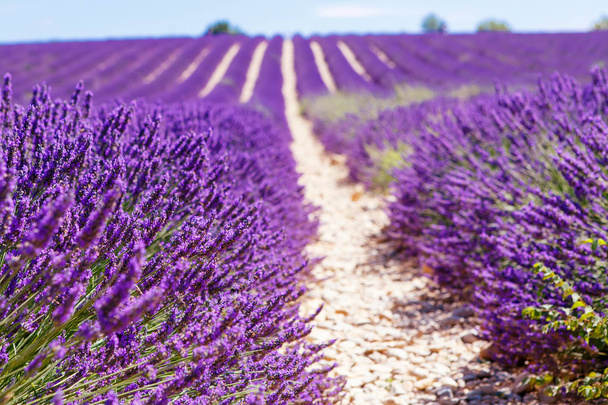 Virágzó levendula mezők közelében Valensole, Provence, Franciaország. - Fotó, kép