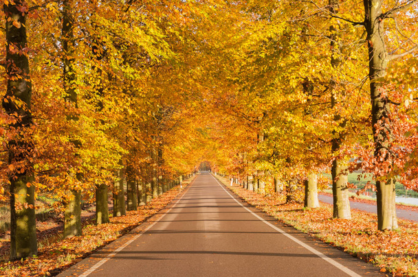 Φθινόπωρο δρόμο με όμορφα χρώματα του φθινοπώρου  - Φωτογραφία, εικόνα