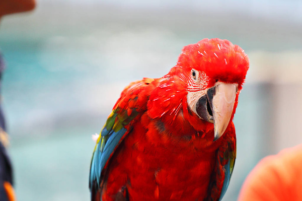 Macaw Bird (Arara Escarlate) sentado no log
 - Foto, Imagem