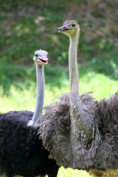 Stock image of ostrich - Фото, изображение