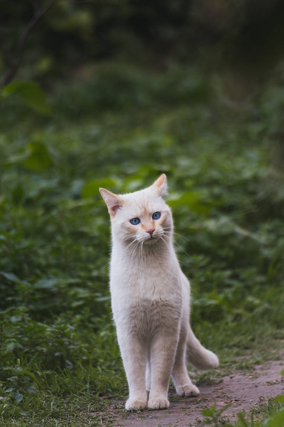 Bellissimi gatti in libertà
 - Foto, immagini