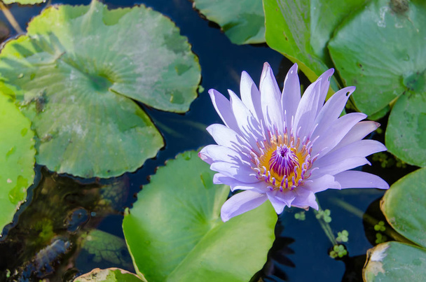 Beautiful violet water lily flower with leaves in the water. - Photo, Image