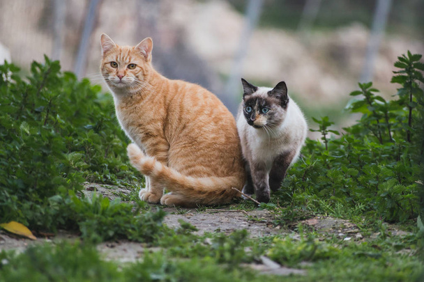 Hermosos gatos en libertad
 - Foto, Imagen