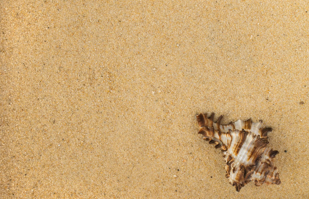 Bright Background with Sea Shell - Fotoğraf, Görsel
