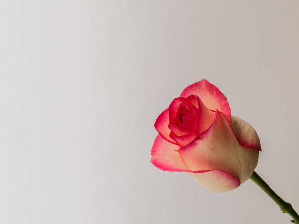 a holiday ünnepi évforduló-háttér gyönyörű Rózsa - Fotó, kép