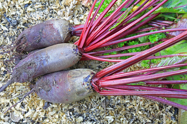 Beetroot in the garden - Photo, Image