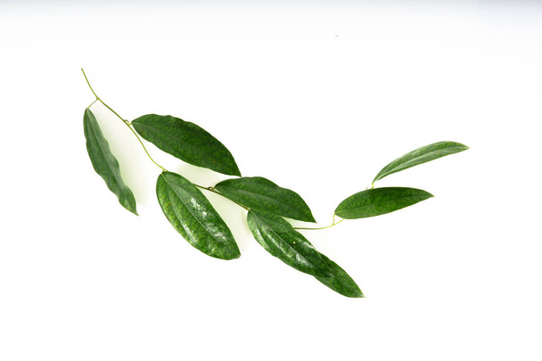 Φύλλα απομονωμένα σε λευκό φόντο - Φωτογραφία, εικόνα