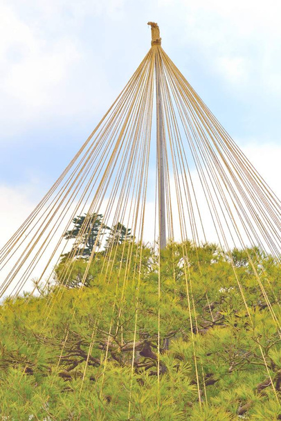 Yukitsuri drzewo gałąź wsparcie w ogrodzie Kenroku pl - Zdjęcie, obraz