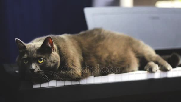 Blue British cat lying at home in front of camera - Imágenes, Vídeo
