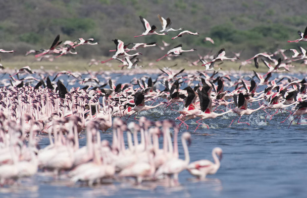 AFRIQUE, KENYA, Réserve nationale du lac Bogoria, flamants roses dans le lac
 - Photo, image