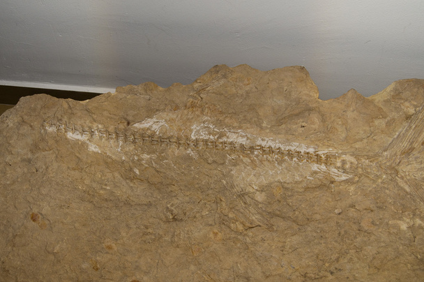 Peces fósiles en una piedra
 - Foto, Imagen