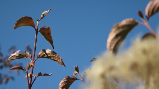 liście roślin drżenie na wietrze - Materiał filmowy, wideo