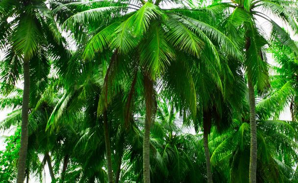 Green palm trees at tropical forest island - Фото, изображение