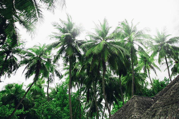 Green palm trees at cloudy sky  - Fotografie, Obrázek