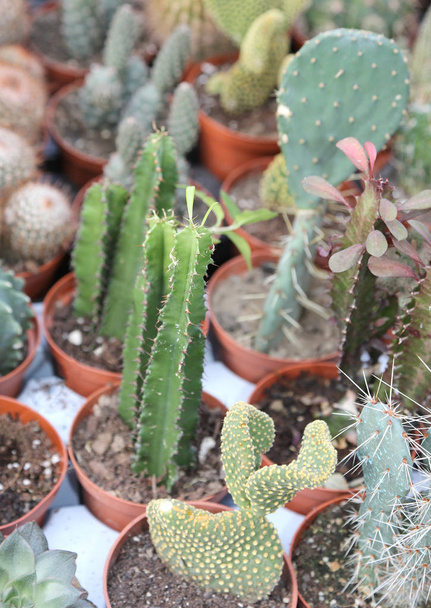 багато рослин кактусів для продажу в теплиці
 - Фото, зображення