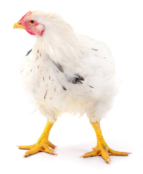 white hen isolated. - Foto, imagen