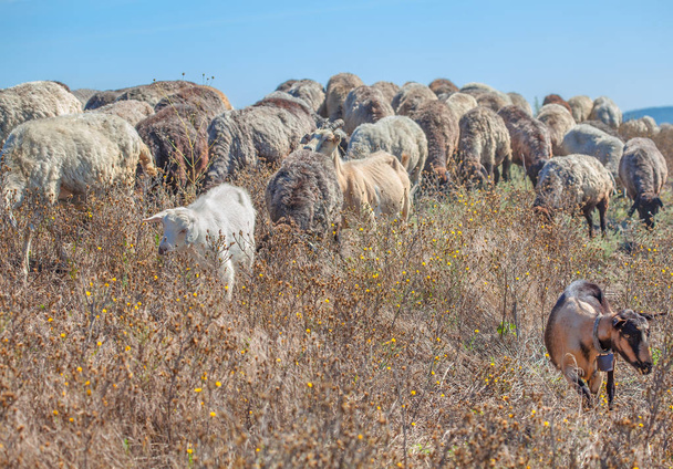 Стадо коз на холме
 - Фото, изображение