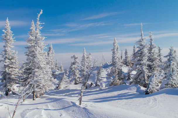 Beautiful winter landscape with trees - Φωτογραφία, εικόνα