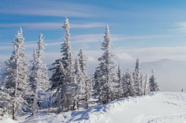 bela paisagem de inverno com árvores - Foto, Imagem