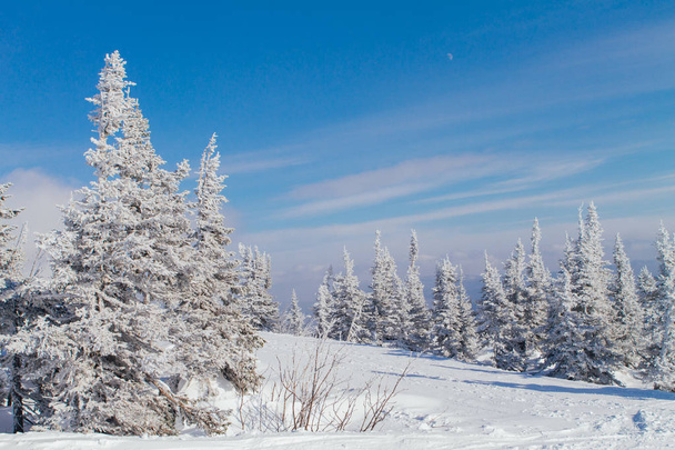 Beautiful winter landscape with trees - Zdjęcie, obraz