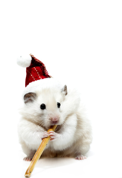 Dwarf hamster with christmas red hat on white background - Foto, afbeelding