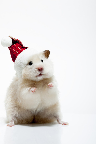 Dwarf hamster with christmas red hat on white background - Foto, afbeelding
