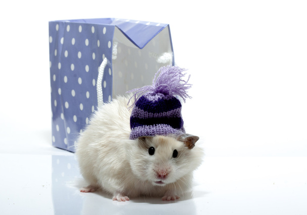 Funny hamster with woollen cap - Valokuva, kuva