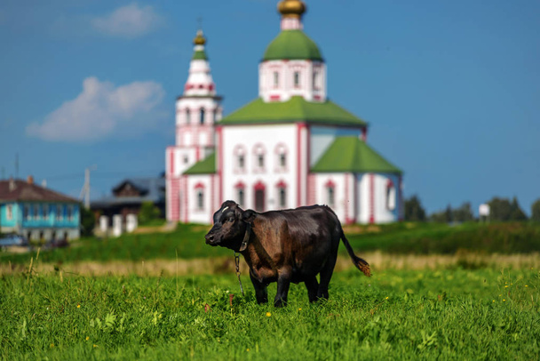 Cow grazing on a green meadow - Φωτογραφία, εικόνα