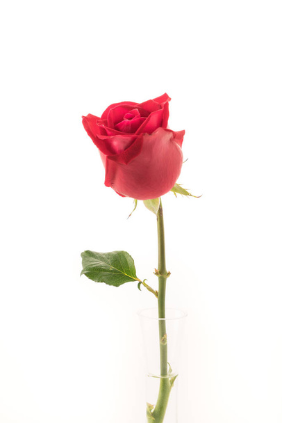 red rose on white - Foto, Imagem