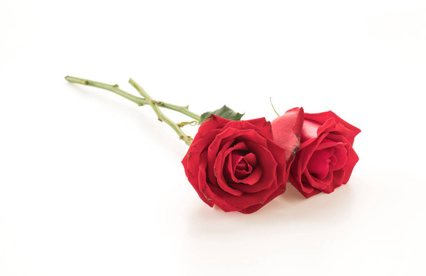 red rose on white - Valokuva, kuva