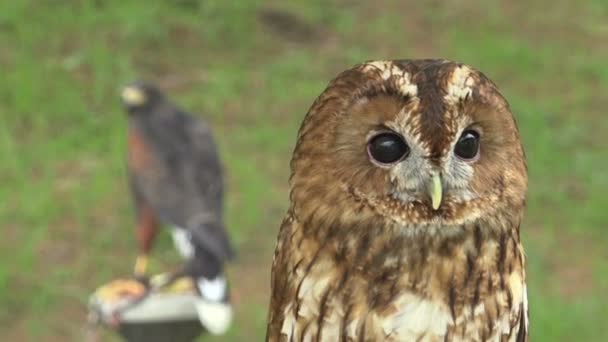 Tawny owl shaking head, wildlife predator bird - Footage, Video