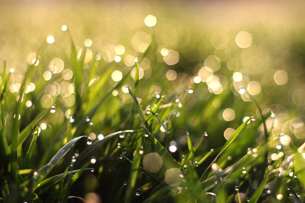 春の草、自然な背景の新鮮な朝の雫 - 写真・画像