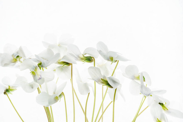 white spring flowers - Foto, Imagen