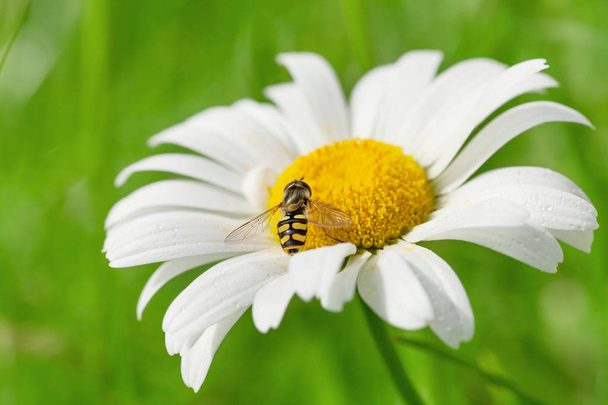 Vosa na heřmánkový květ - Fotografie, Obrázek