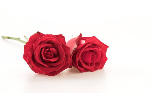 red rose on white background - Photo, image
