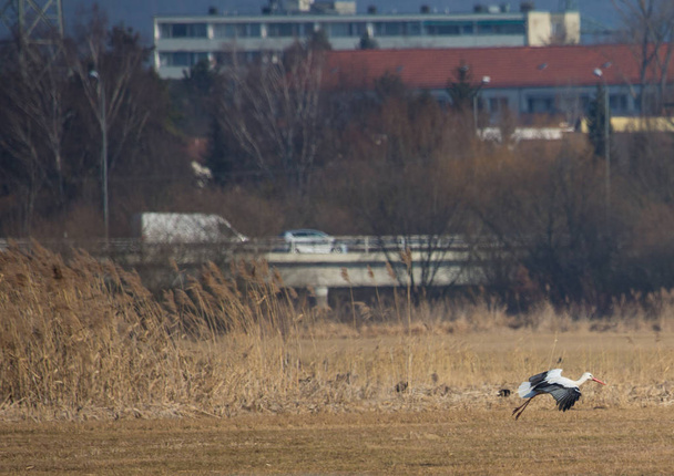 Les cigognes sur le champ et dans l'air au printemps
 - Photo, image