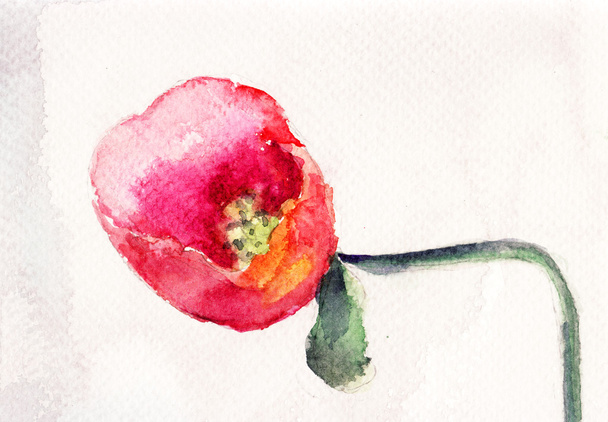 Beautiful Poppy flower - Foto, Bild