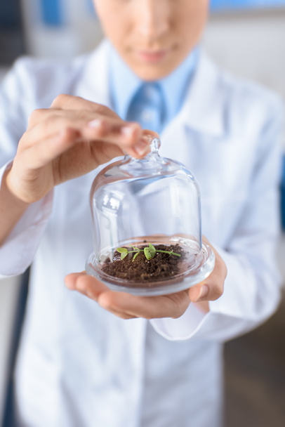 cientista com planta em recipiente
 - Foto, Imagem