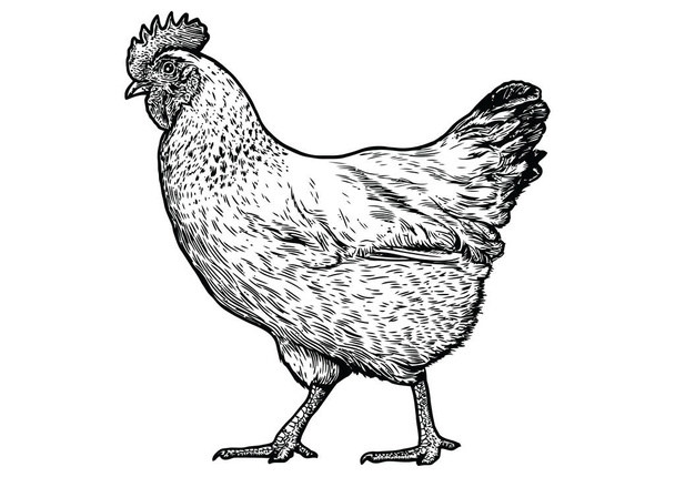 Chicken illustration, drawing, engraving, line art, realistic - Vector, Image