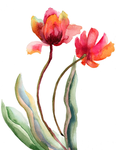 Beautiful red flowers, watercolor illustration - Foto, Imagen