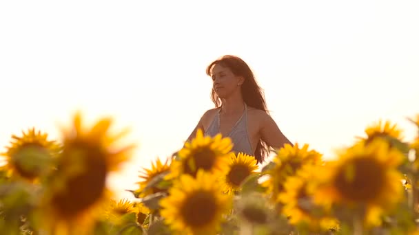 güzel kız saç rüzgarda uçan ile sarı ayçiçeği, altın renkli güneş tarafından aydınlatılmış güzel alan bir alanda yürüyüş. - Video, Çekim