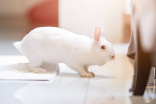 小さい白いウサギ - 写真・画像